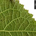 SpeciesSub: var. fulvescens